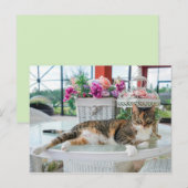 春時猫葉書 ポストカード (正面/裏面)