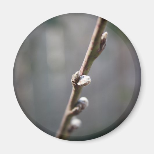 春来は マグネット (正面)