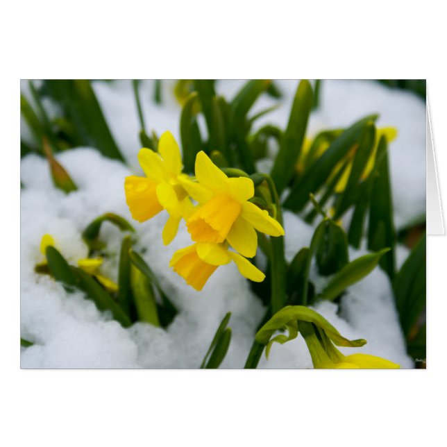 春来時に (正面横)