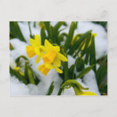 春来時に ポストカード (正面)