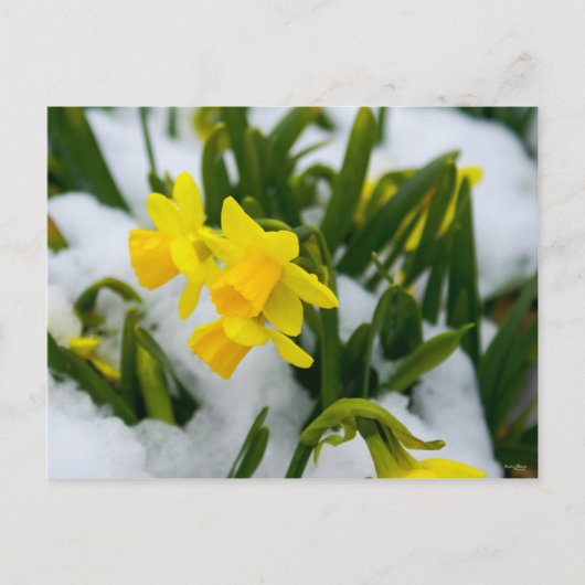 春来時に ポストカード (正面)