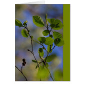 春来自身CC0843 Zen諺 (正面)