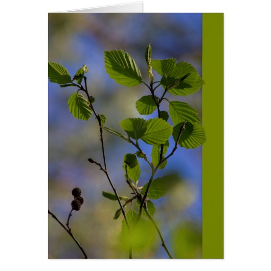 春来自身CC0843 Zen諺 (正面)