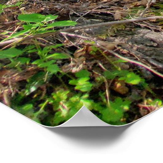 春森林写真 ポスター (角)