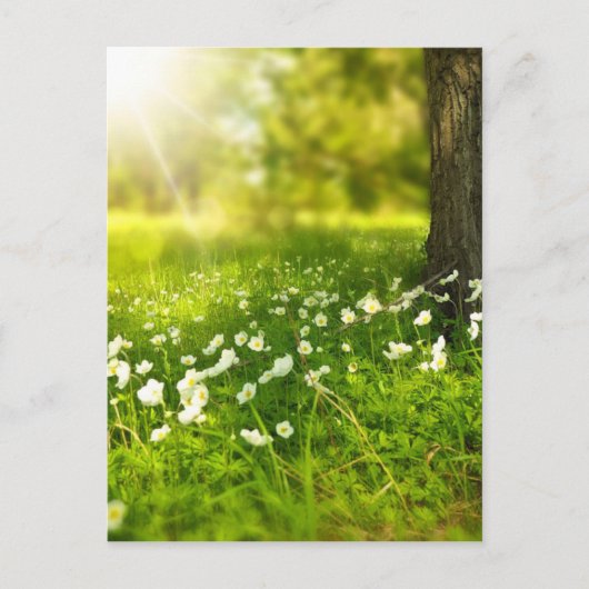 春森林花の木 ポストカード (正面)