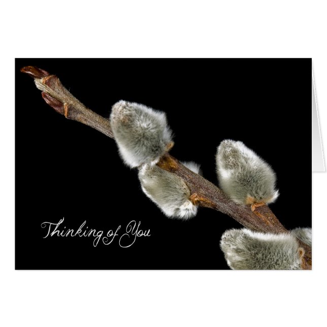 春標識 (正面横)