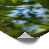 春樺の木葉グリーンツリー ポスター (角)