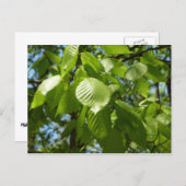 春樺の木葉グリーンツリー ポストカード (正面/裏面)