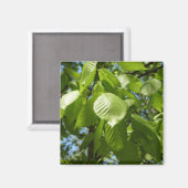 春樺の木葉グリーンツリー マグネット (正面/裏面)