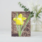 春水仙はがき ポストカード (スタンド正面)