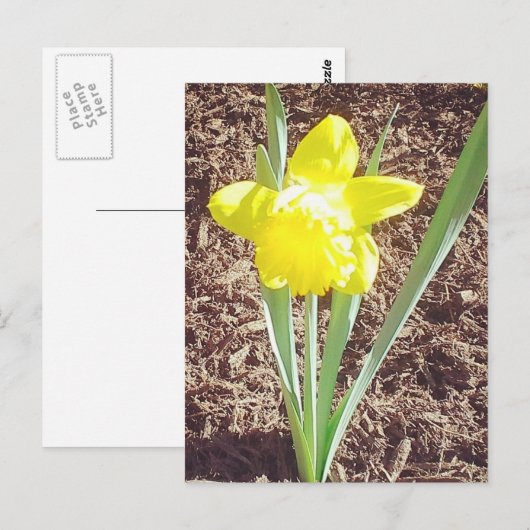 春水仙はがき ポストカード (正面/裏面)