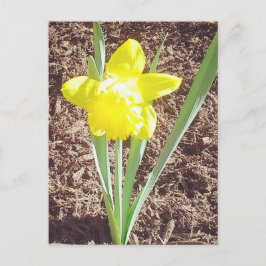 春水仙はがき ポストカード
