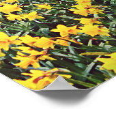 春水仙フィールド ポスター (角)