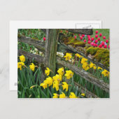 春水仙プリント葉書 ポストカード (正面/裏面)