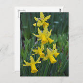 春水仙 ポストカード (正面/裏面)