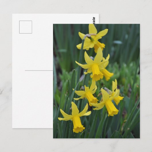 春水仙 ポストカード (正面/裏面)