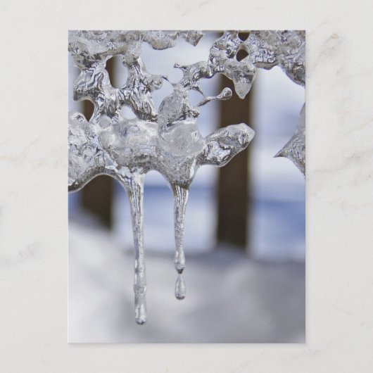 春氷柱 ポストカード (正面)