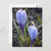 春溝 ポストカード (正面/裏面)