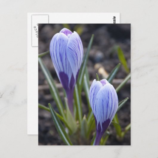 春溝 ポストカード (正面/裏面)