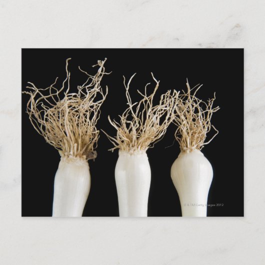 春玉ねぎ3 ポストカード (正面)