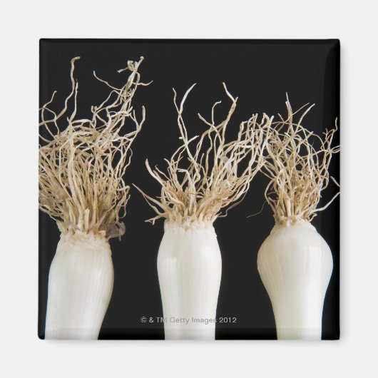 春玉ねぎ3 マグネット (正面)