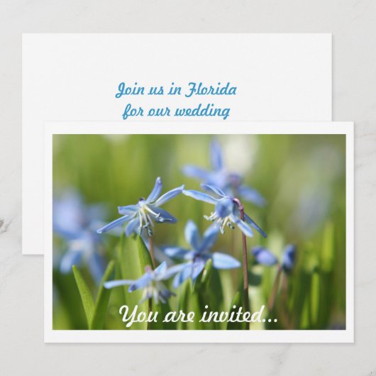 春球根招待状 招待状 (正面/裏面)