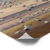 春移行時に雪ガチョウ ポスター (角)