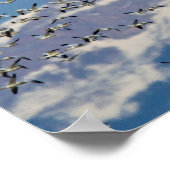 春移行時に雪ガチョウ ポスター (角)