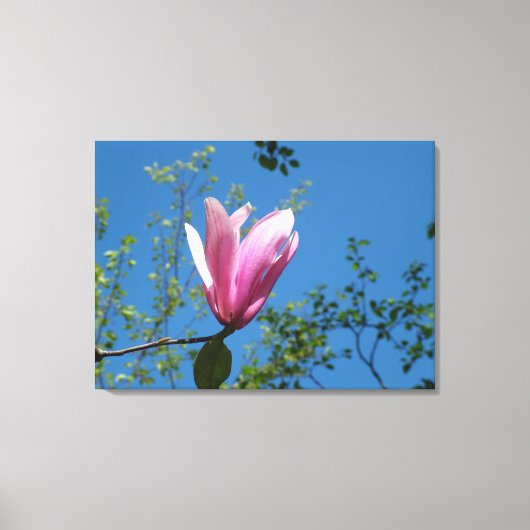 春紫色のマグノリアの花の青空。 キャンバスプリント (正面)