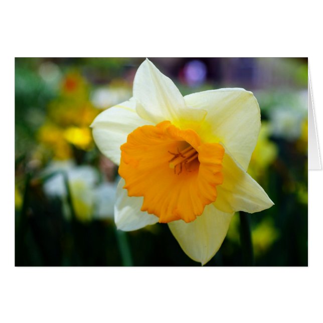 春美しい (正面横)