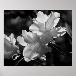 春美しい ポスター