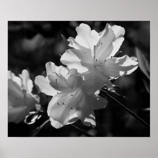 春美しい ポスター (正面)