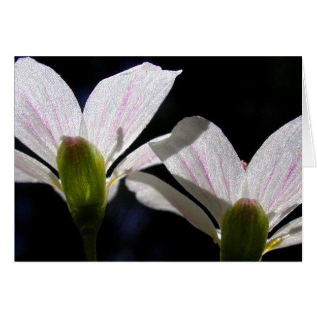 春美しい: 花が…あります (正面横)