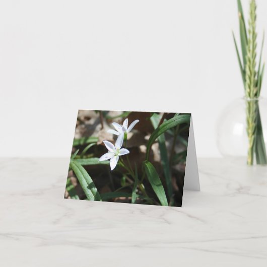 春美しい(Claytonia virginica)カード シーズンカード (正面)