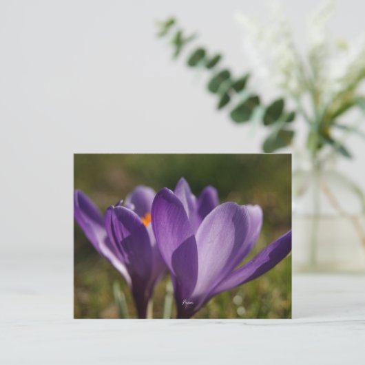 春背中 ポストカード (スタンド正面)