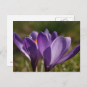 春背中 ポストカード (正面/裏面)