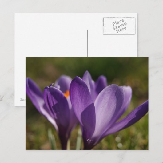 春背中 ポストカード (正面/裏面)