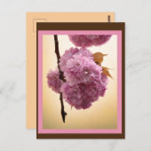 春花葉書 ポストカード (正面/裏面)