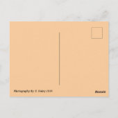 春花葉書 ポストカード (裏面)