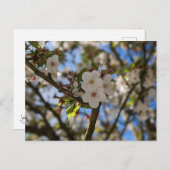 春花 ポストカード (正面/裏面)