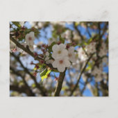 春花 ポストカード (正面)