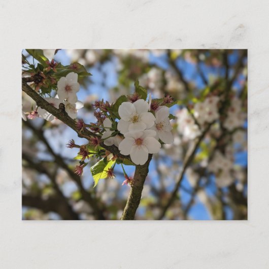 春花 ポストカード (正面)