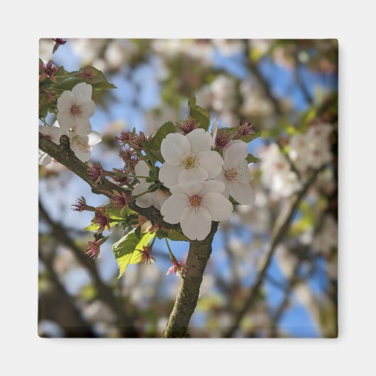 春花 マグネット (正面)