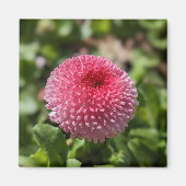 春花 マグネット (正面)