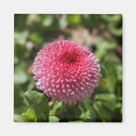 春花 マグネット (正面)