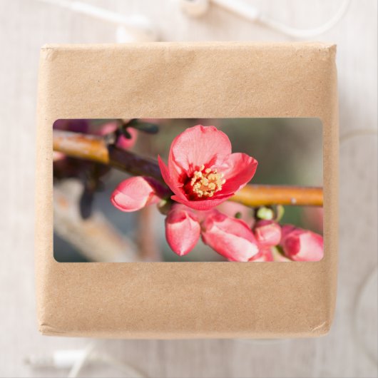 春花 ラベル (インサイチュ)