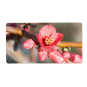 春花 ラベル (正面)