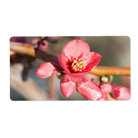 春花 ラベル (正面)