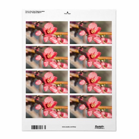 春花 ラベル (フルシート)