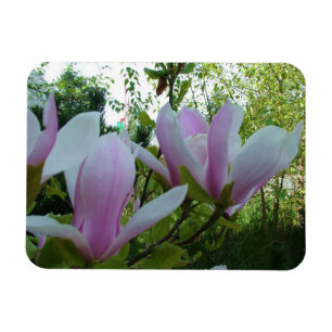 春薄紫マグノリア花 マグネット